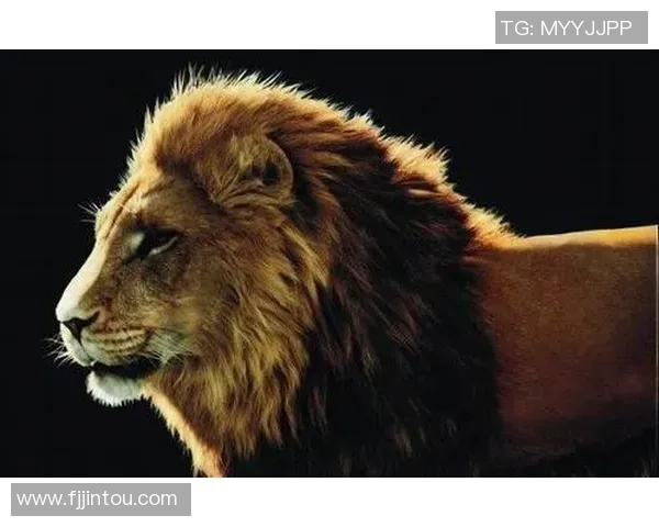 狮子图案足球明星的辉煌历程与传奇故事探索 狮子图案足球明星的辉煌历程与传奇故事探索